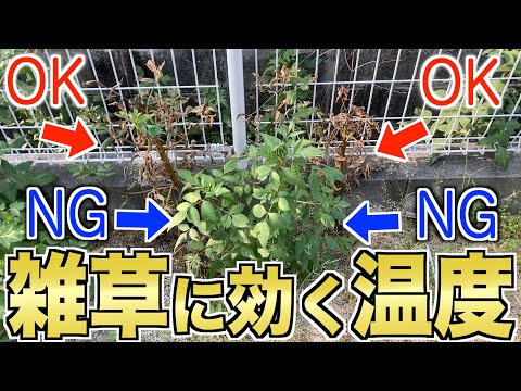 【雑草対策】お湯の温度別に徹底検証!雑草には何度が効く?
