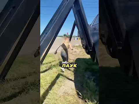 Приора с Авито 🚘🫡