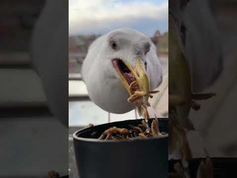 Extra Crispy Seagull Wormie ASMR!