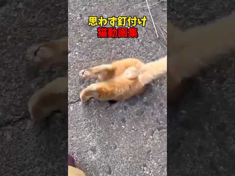 猫の動画サムネイル - 目が離せない😳 #猫 #cat #cats #cute
