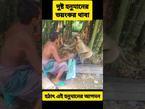দুষ্ট হনুমানের ভয়ংকর থাবা #angryHanuman #Hanumanattack #poorHanuman #hungryanimal #shorts #viral