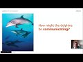 Dolphin Communication and Behavior