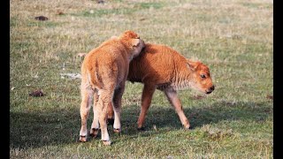 A Wildlife Extravaganza in Yellowstone Park