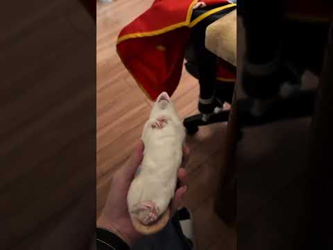 花枝鼠 #funny #funnyvideos