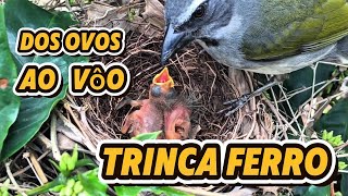 Trinca ferro chocando na natureza