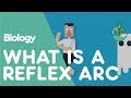Reflex Arcs and Reactions