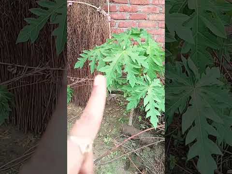 yah gaon nahin balki chhod denge #👍👍