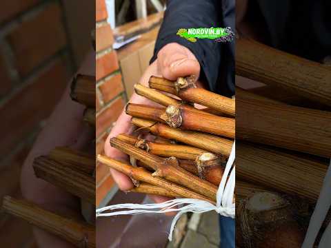Как заготавливать и хранить черенки винограда? #виноградарство #заготовкачеренков #хранениечеренков