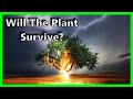 Plant Growth and Environmental Factors