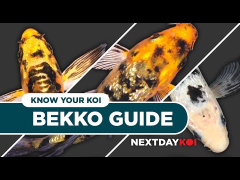 Bekko Koi Fish_ Hi, Aka, Shiro Bekko | Know Your K Bekko, which literally translates to 