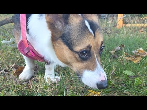 Nori is live in the mooooorning