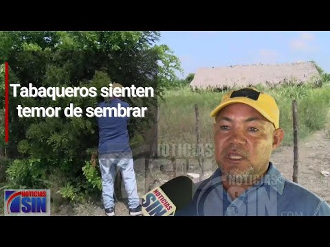 En Santiago productores de tabaco temen sembrar debido a robos en su cosecha