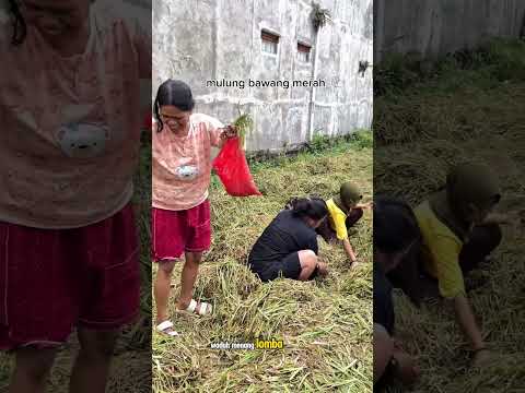 mulung bawang merah #shorts #budidayatanaman #vegetables #bawangmerah #viral #pertanian #berkebun