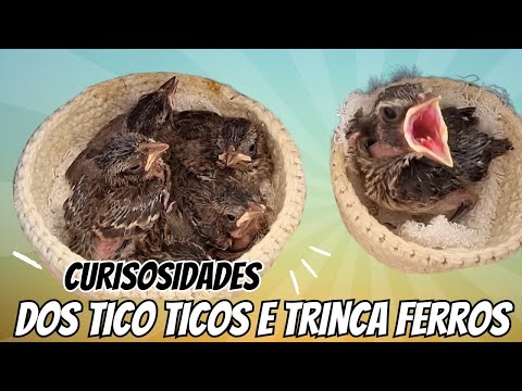 Curiosidades sobre Tico tico e Trinca ferro para iniciantes na criação !!