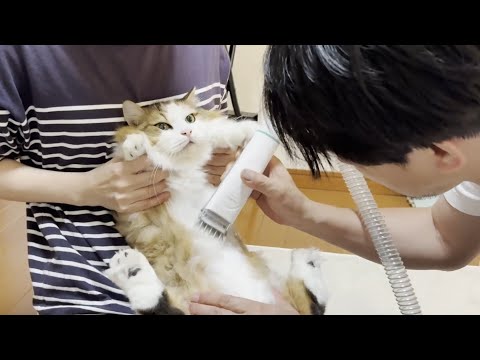 サマーカットで小さくなってぬいぐるみ感が増し増しになった猫