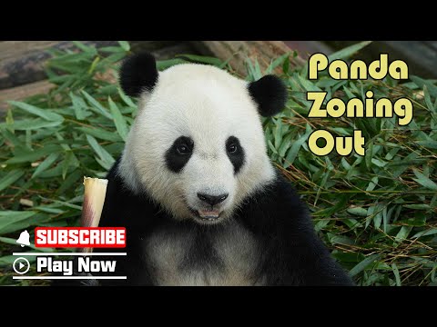 【Super Panda】Episode 378 Panda Slow Ride, Take It Easy! | iPanda