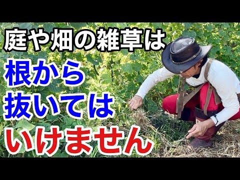 こういう草取りをしてる方は今すぐやめて下さい　　【カーメン君】【雑草退治】【雑草対策】【初心者】