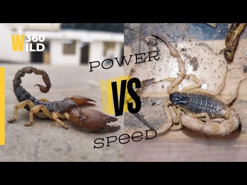 Speed VS Strength 💪 Power of Big Black and Big Yellow Scorpion