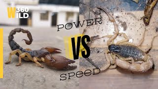 Speed VS Strength 💪 Power of Big Black and Big Yellow Scorpion
