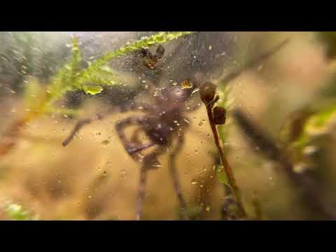 Spider cleaning themself in closed terrarium 