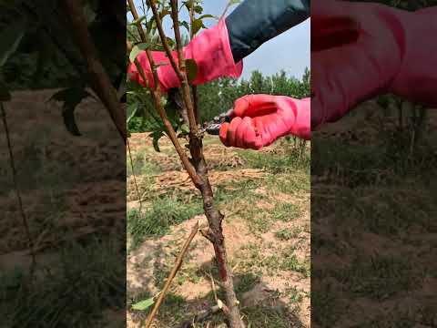 death plum tree pruning for Maximum Growth #satisfying #pruning #shorts