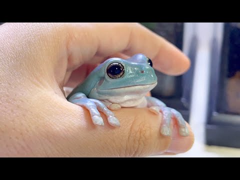 飼い主にベタ慣れのカエルの日課が可愛すぎました