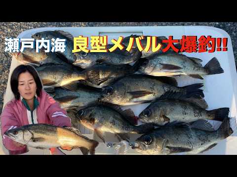 【瀬戸内海】無限に釣れる良型メバル...さらにシーバスまで乱入!!