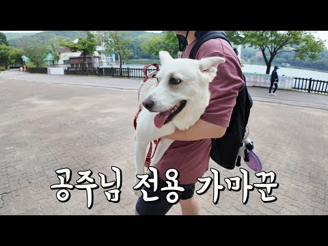 산책은 나가고 싶은데 더워서 걷긴 싫은 복순공주 | [복순로그 Ep.17]