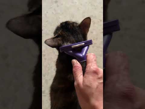 Intentando cepillar a mis gatos