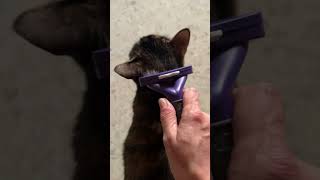 Intentando cepillar a mis gatos