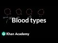 Understanding Blood Types and Transfusions