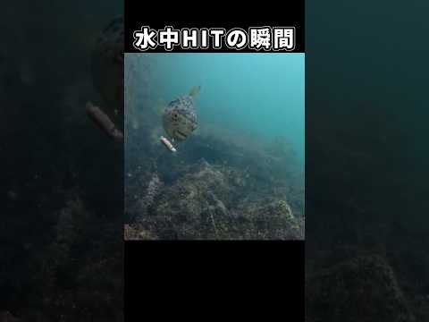 フグが食う瞬間｜水中HIT映像
