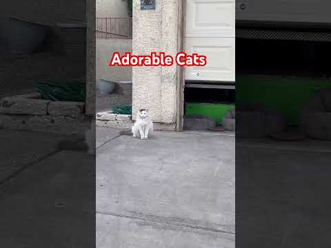 Adorable Cats #shorts