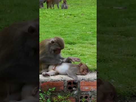 Maa🫶💖🫶Maa Ki Mamta 🐒💕 | Baby Monkey with Mother Monkey | Heart Touching#monkey#shorts