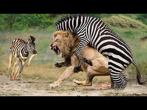 Unbelievable! A Pride of Lions Was Trampled To Shame By Zebras in a Dangerous Battle