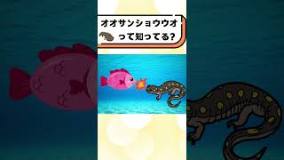 オオサンショウウオって知ってる？#都音ゆずたみ #shorts #vtuber