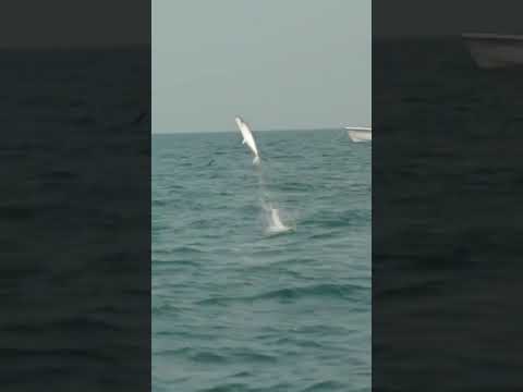 king fish flying shorts video sea fish official