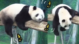 保育員隔壁餵食圓仔，圓寶等不及，圓寶模樣好著急|熊貓貓熊The Giant Panda Yuan Yuan and Yuan Bao|台北市立動物園