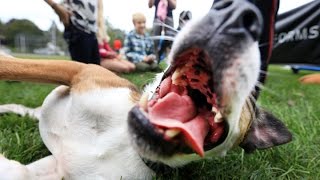 Dog Daze