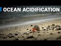 Ocean Acidification and Its Impacts