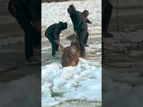Rescue of deer frozen in river 🦌 🧊