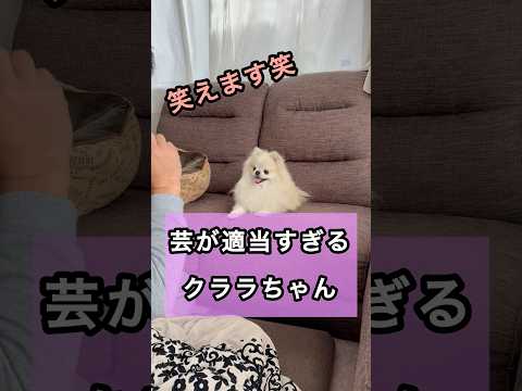 芸が適当すぎるポメラニアン笑 #pomeranian