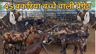45 बकरियों का लॉट (बच्चे वाली / प्रेगनेंट) राजस्थान गोट फ़ार्म अजमेर (जय तोशिक ) 9783341533 