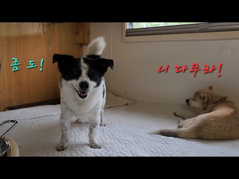 (6/29) 유기농 감자, <strong>브로콜리</strong> 농사 너무 잘됐어요. 냉동보관