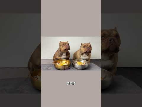 #恶霸犬 #干饭狗的日常 #萌宠出道计划 #狗吃的比我好系列 #文明养狗 吃饭啦 各位臭宝们😁