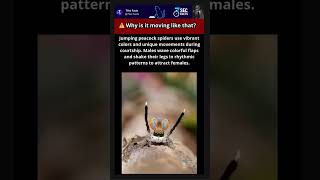 This spider is actually dancing 😳