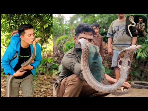 Cobra के साथ चुम्मी वाला स्टंट कभी ना करें Sabse bada Spectacled Cobra pakdana bahut mushkil tha 🤐