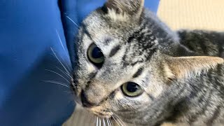 人間に対して不信感を持つ猫が飼い主を襲う...