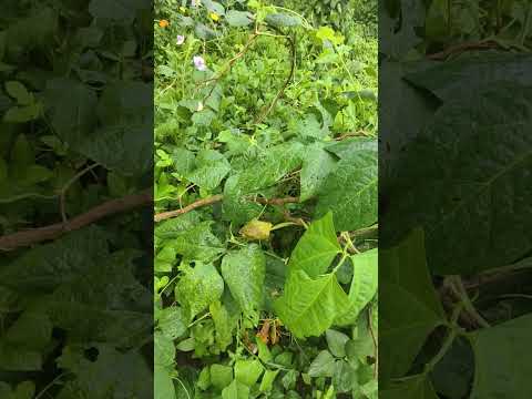 Failure story 😔 @babithasanudas # #gardening #farming #trendingshorts #failurestory #dailyvlog