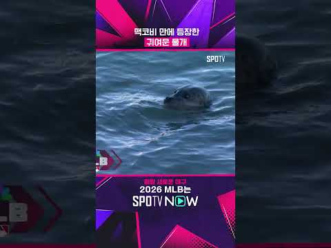 맥코비 만에 물개 등장 #<strong>Shorts</strong> #<strong>MLB</strong>